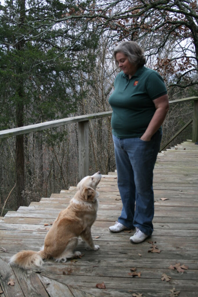 Collie mix sitting in front of dog trainer