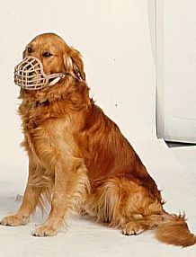 Golden retriever sitting in front of a white wall in a muzzle