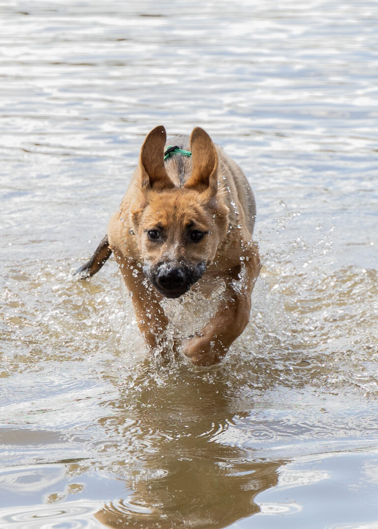 Dog running through water towards handler when called