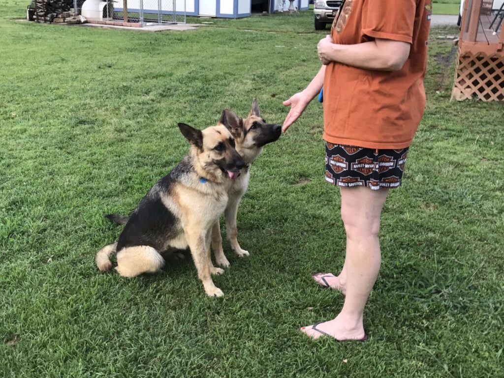 Courteous Canine Dog Training