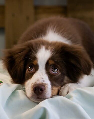 Puppy lying down looking up sweetly