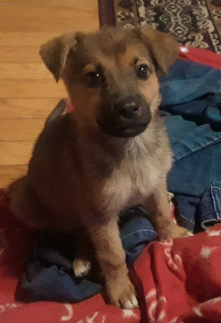 Puppy sitting on laundry