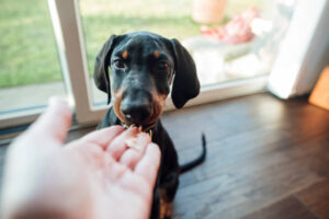 Hand extended giving black dog a treat