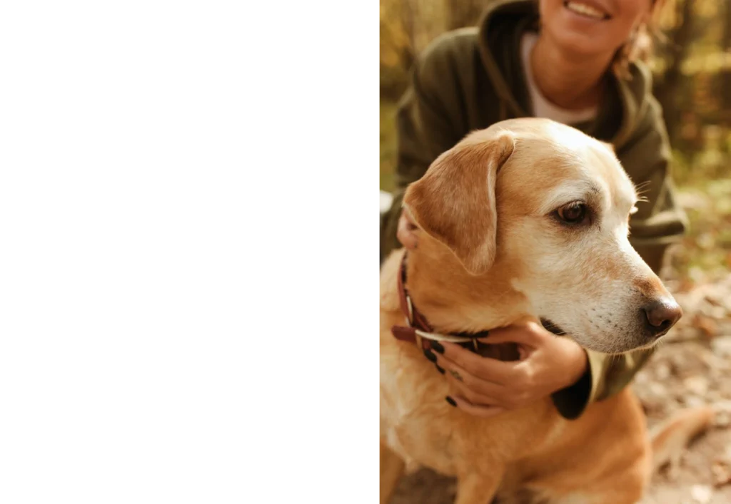 Girl touching dogs collar