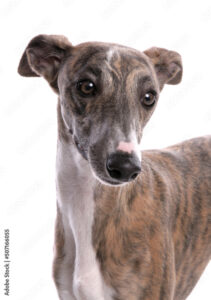 Greyhound type dog with ears back looking nervous
