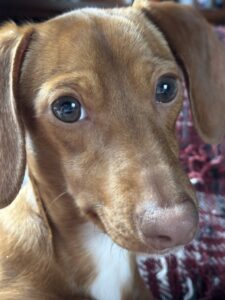 Dachshund looking at camera